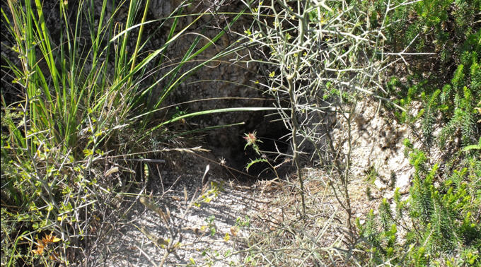 Tanadi Vulpes vulpes